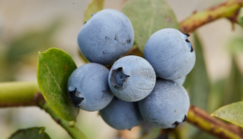 Variedad de arándano de temporada temprana a media se incorpora al portafolio comercial de Fall Creek®