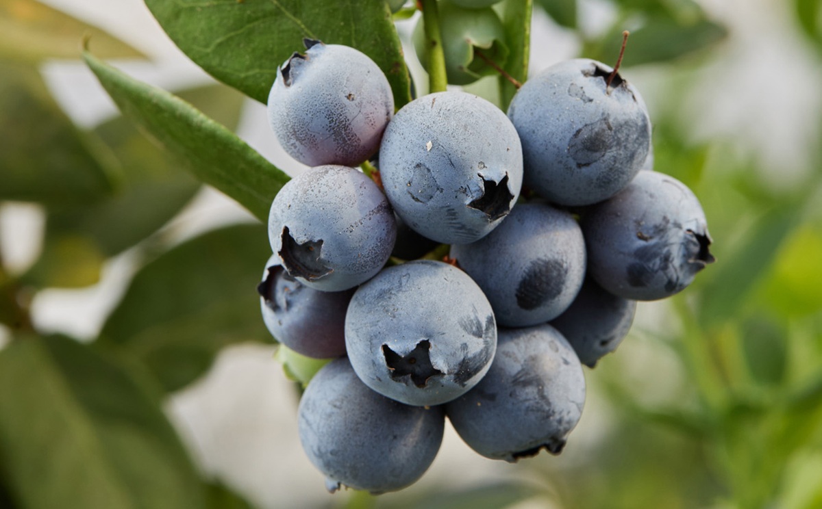 Variedad de arándano de temporada temprana a media se incorpora al portafolio comercial de Fall Creek®