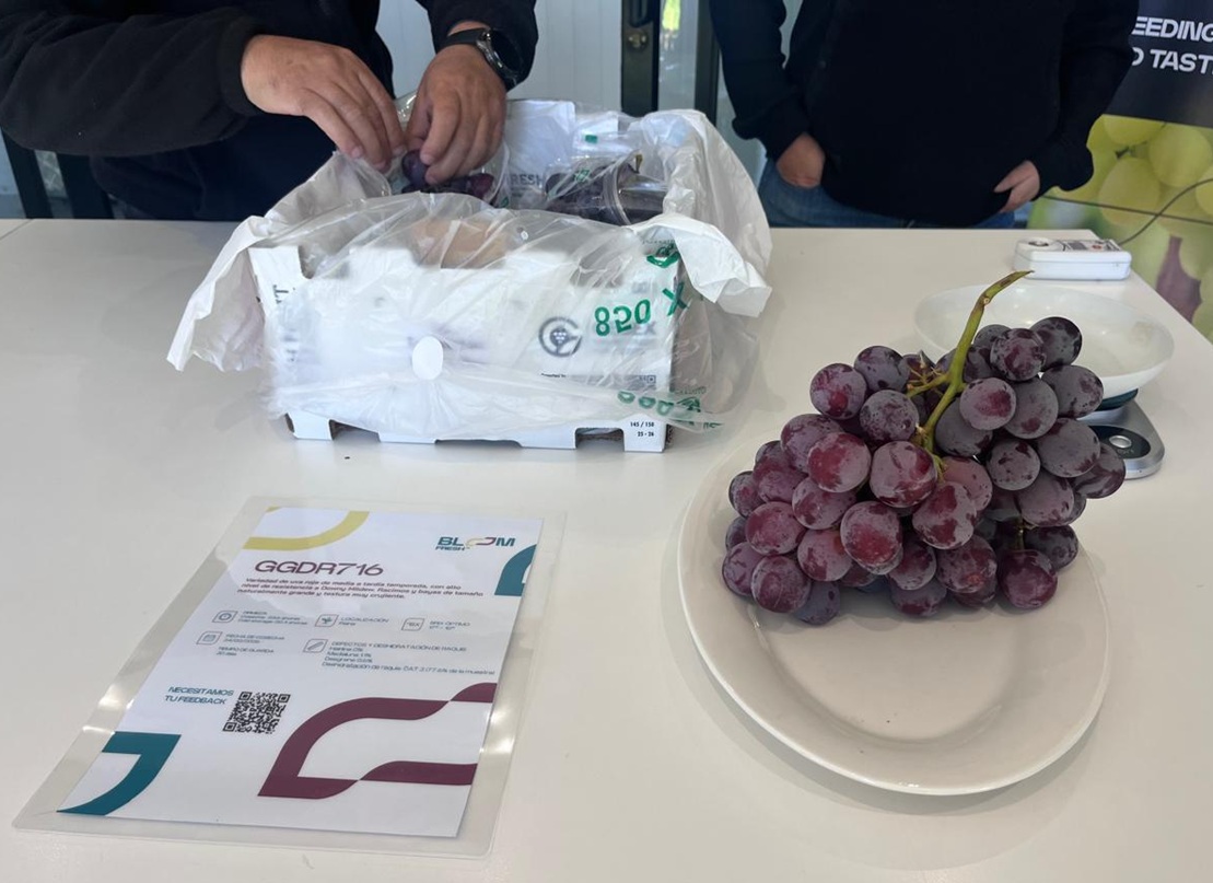 BLOOM FRESH™ impulsa innovación en uva de mesa con inédito Open Box