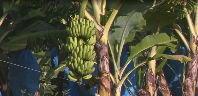 Inscriben cultivar de banana que fue descubierta de forma "espontánea"