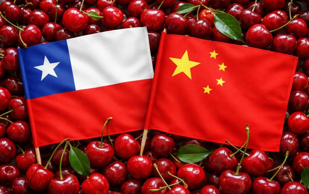 Cerezas chilenas y pérdidas en China: “Fue una secuencia de decisiones equivocadas”