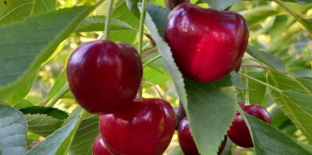 Lluvias y calor fuera de temporada amenazan huertos frutales del centro sur de Chile