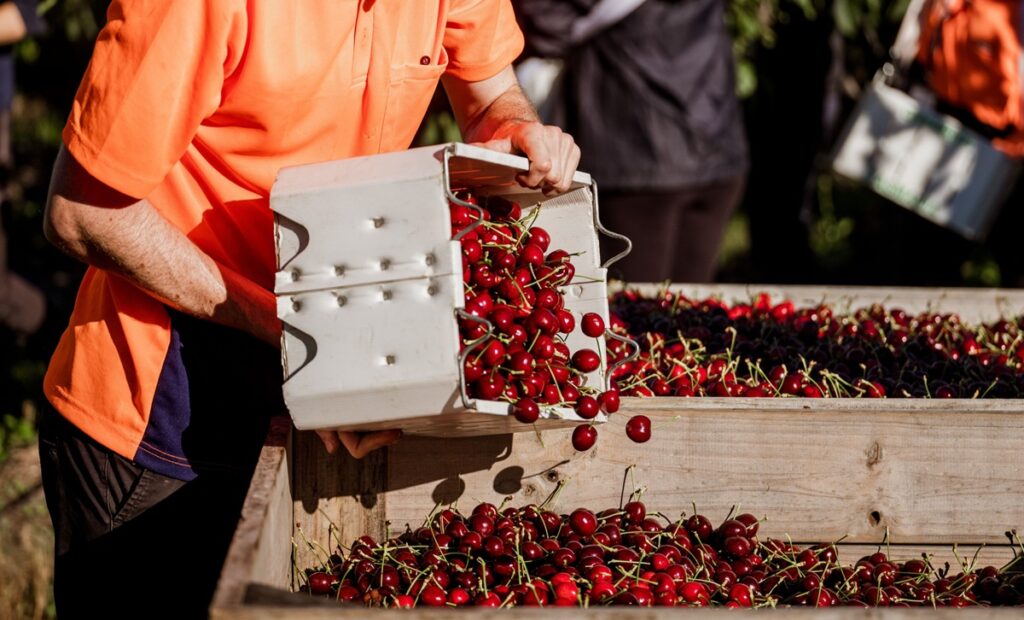 Tasmania registra sólida temporada de cerezas: más volumen, mejores precios y foco en Asia