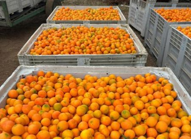 Clementina temprana abre la temporada en Chile con fruta de calidad premium