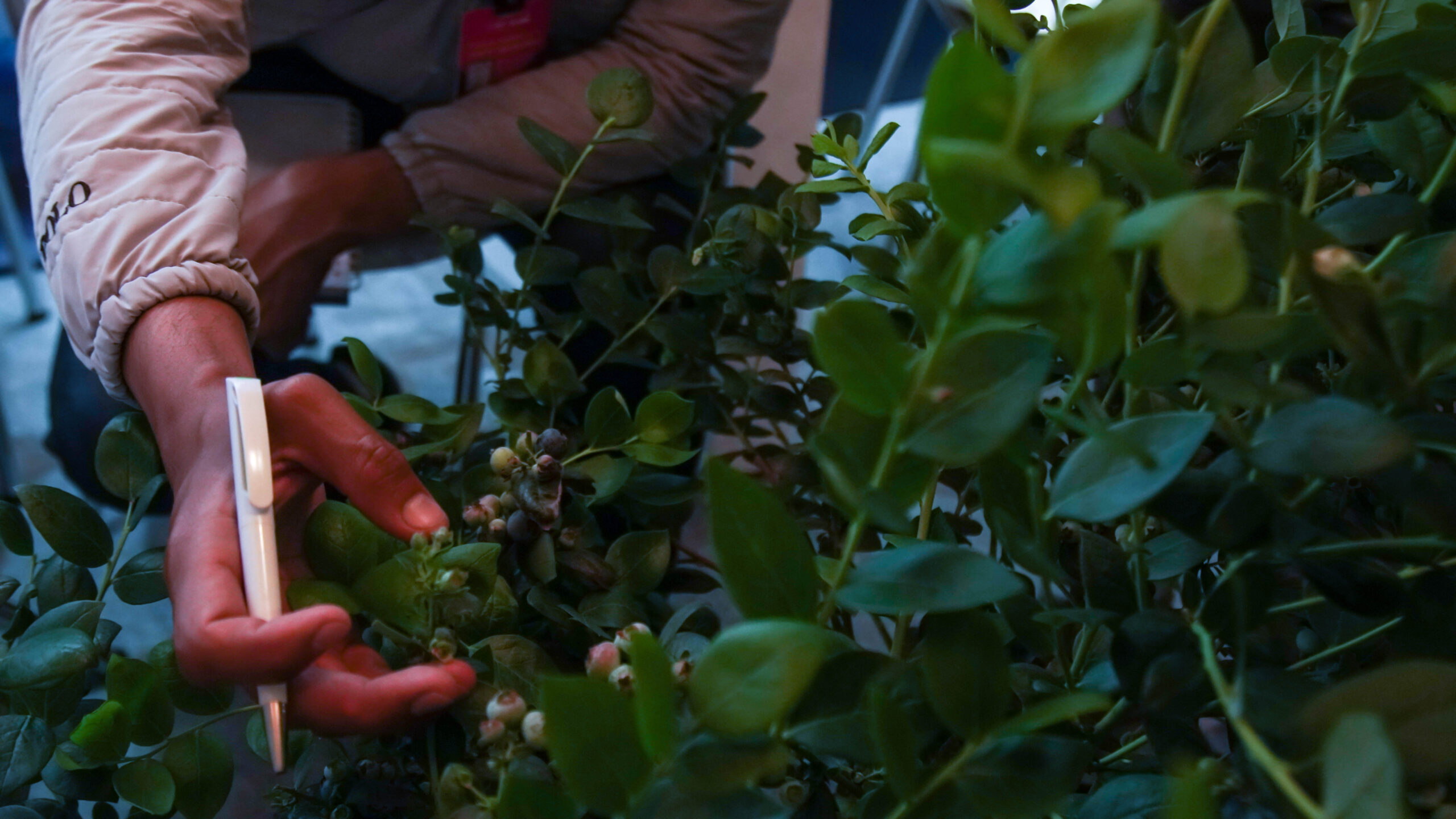 Colombia consume el 95% de su producción de arándanos, mientras se abre espacio para impulsar su exportación