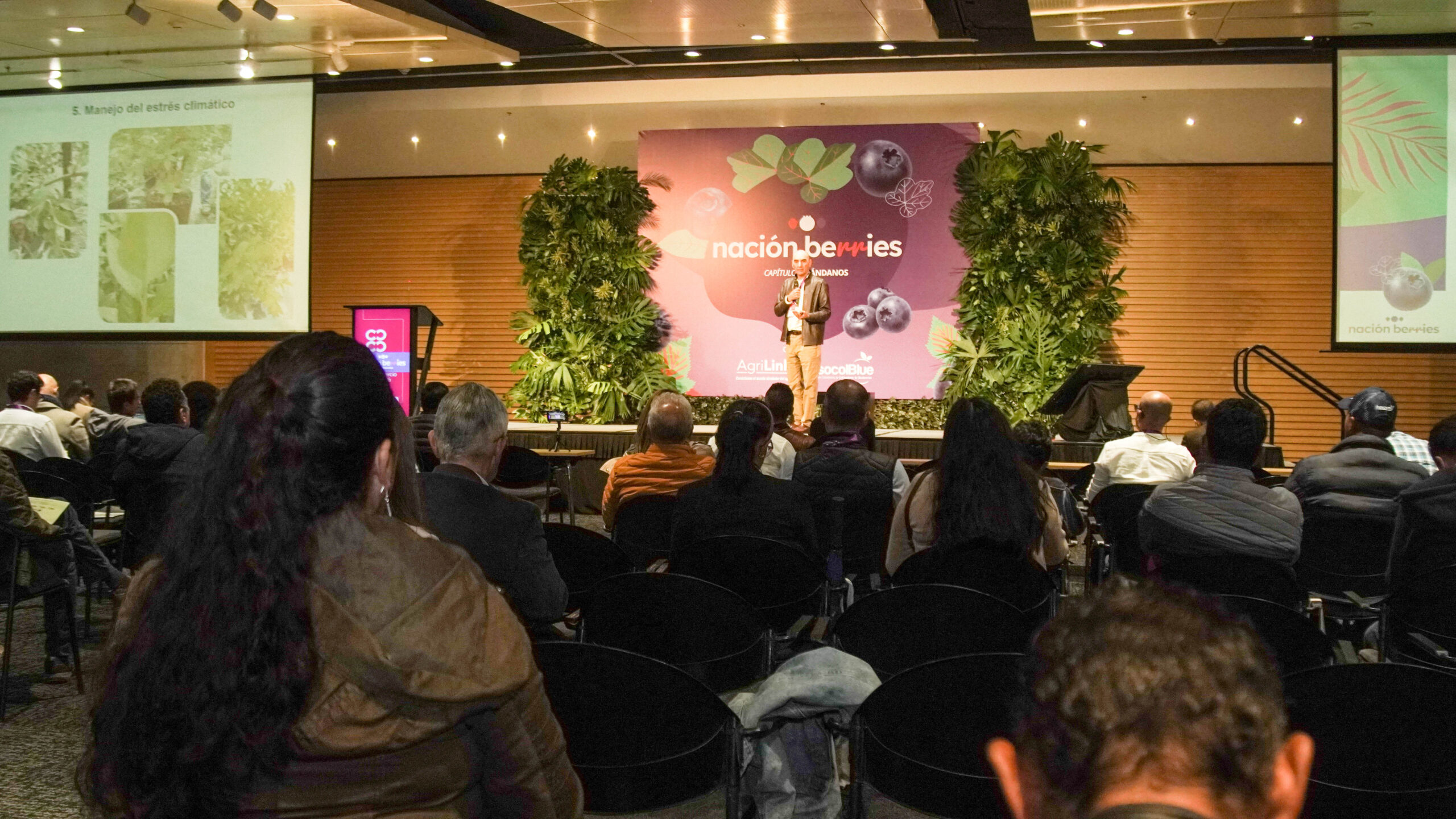 Colombia consume el 95% de su producción de arándanos, mientras se abre espacio para impulsar su exportación