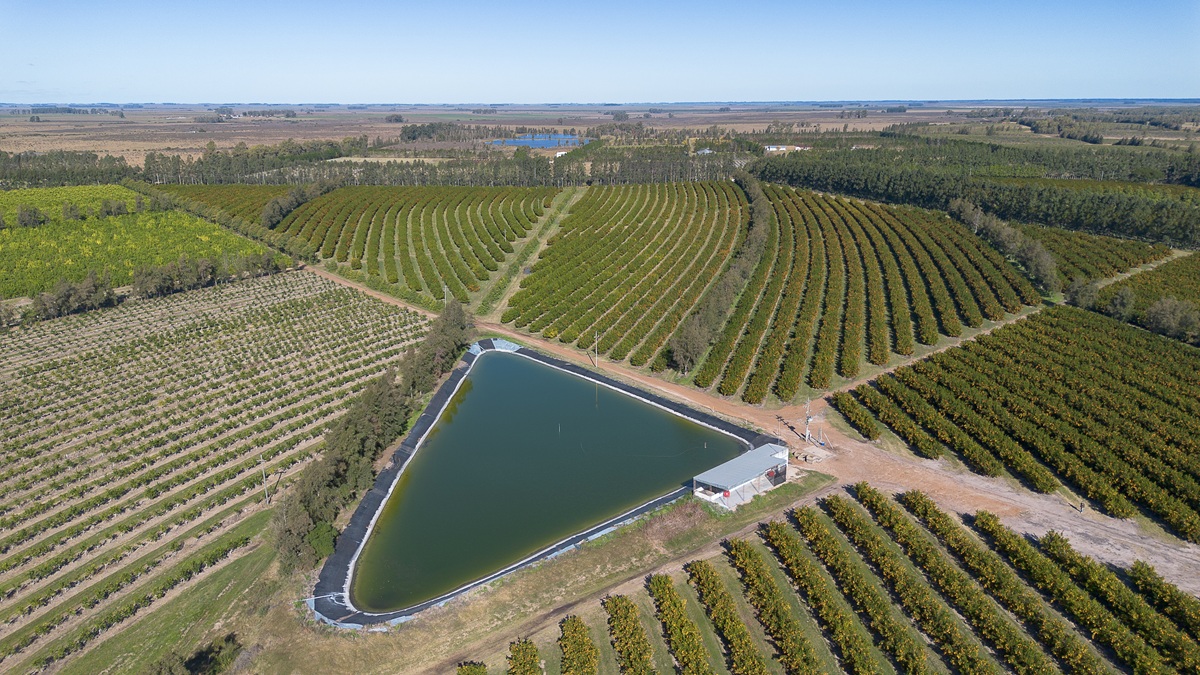 Cítricos uruguayos crecerían con fuerza hacia 2035 y hay buenas perspectivas para 2026 2 Cítricos uruguayos crecerían con fuerza hacia 2035, liderados por mandarinas