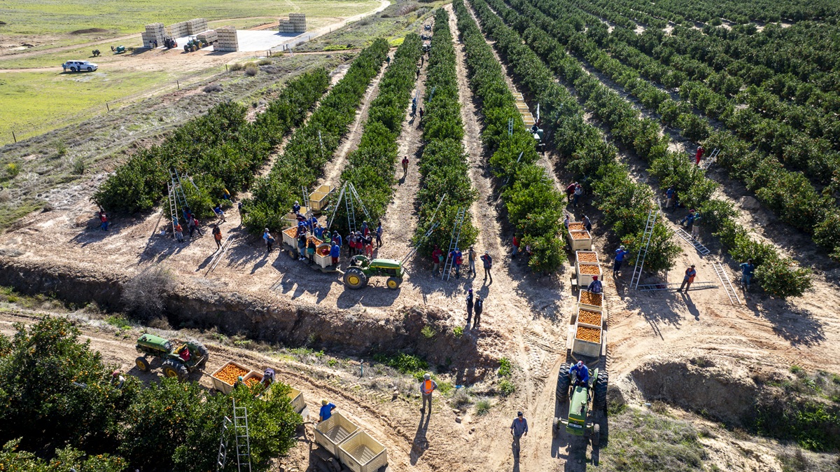 Nuevo protocolo impulsará exportaciones de cítricos sudafricanos a China