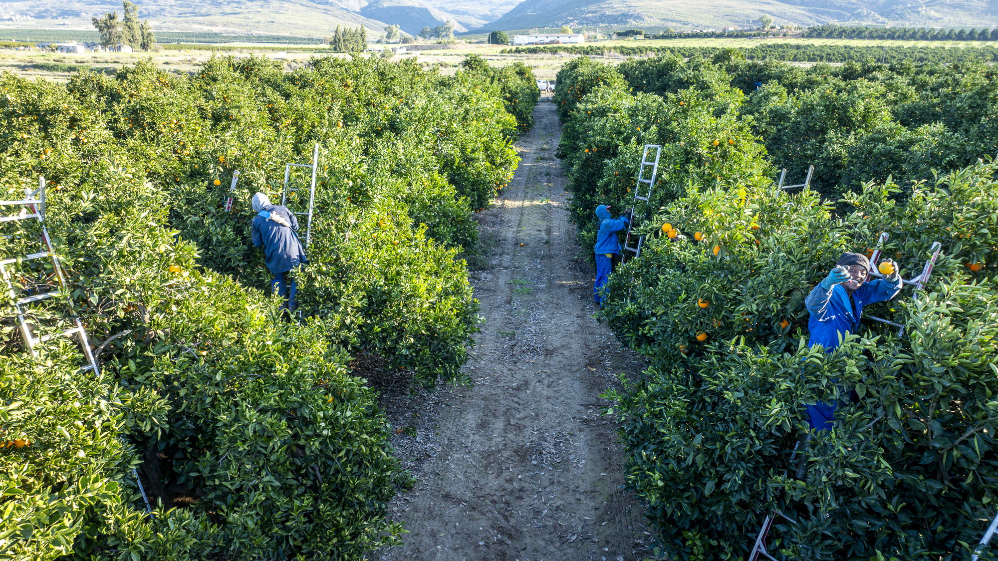Sudáfrica mantiene envíos de cítricos a Medio Oriente pese a mayores tiempos de tránsito