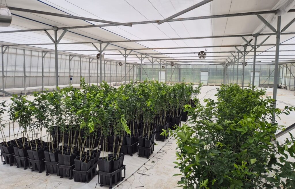 Costa Rica impulsa ofensiva nacional para recuperar la citricultura ante amenaza del HLB