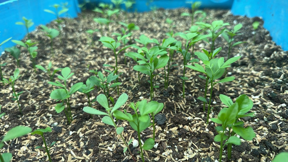 Costa Rica impulsa ofensiva nacional para recuperar la citricultura ante amenaza del HLB