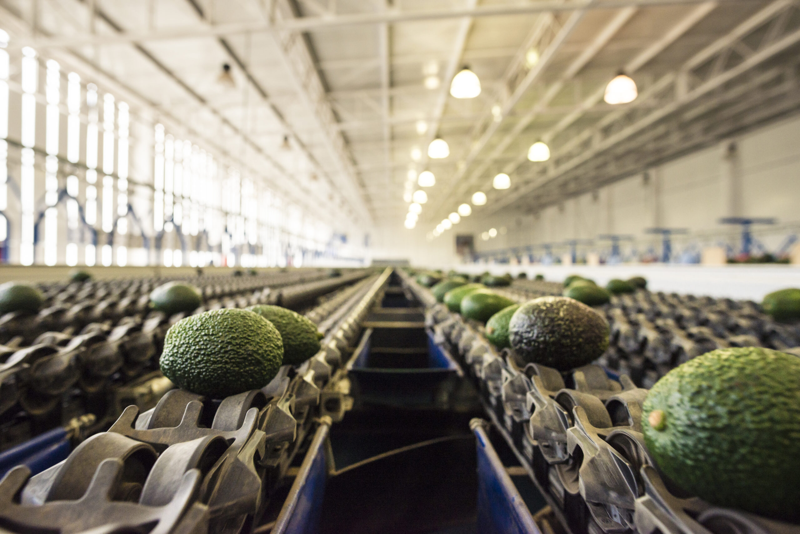 Paltas de Chile: el nuevo nombre que busca consolidar la identidad, sostenibilidad y proyección global de la industria