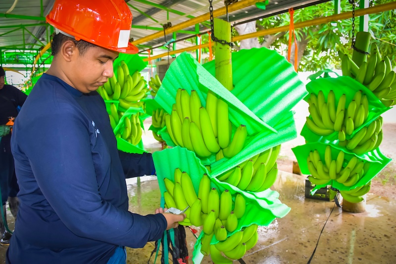 Bananeros colombianos alertan por revaluación del peso y advierten impacto en la competitividad del sector