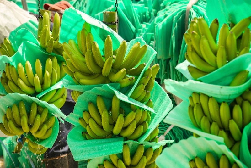 Bananeros colombianos alertan por revaluación del peso y advierten impacto en la competitividad del sector