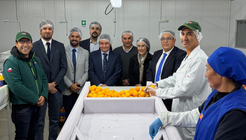 Chile da inicio a envíos de cítricos desde el norte del país a Estados Unidos