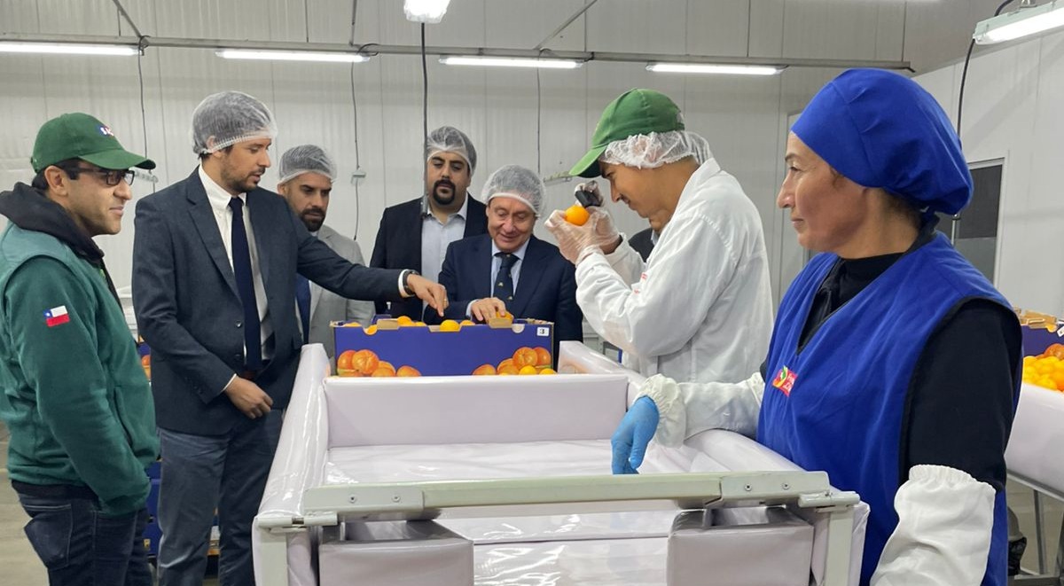 Se dio inicio a la temporada de exportaciones de cítricos a Estados Unidos desde el norte de Chile