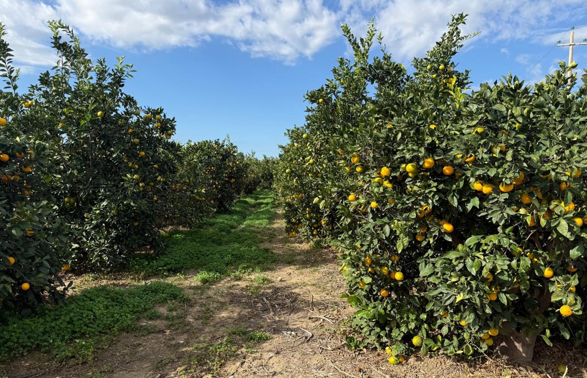 Unifrutti fortalece su plataforma de cítricos premium en Europa con adquisición en Sicilia