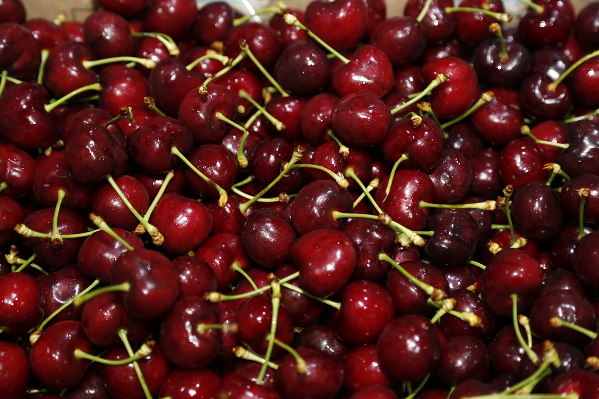 Chile será el primer país del mundo con certificación fitosanitaria 100% digital con China 3 Chile será el primer país del mundo con certificación fitosanitaria 100% digital con China