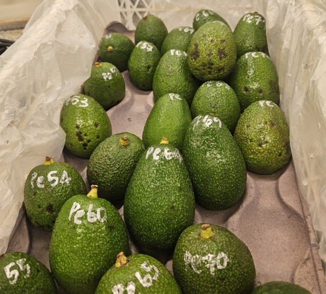 Chile impulsa investigación para mejorar la calidad de la palta Hass y reducir el “black spot” 2 Chile impulsa investigación para mejorar la calidad de la palta Hass y reducir el “black spot”