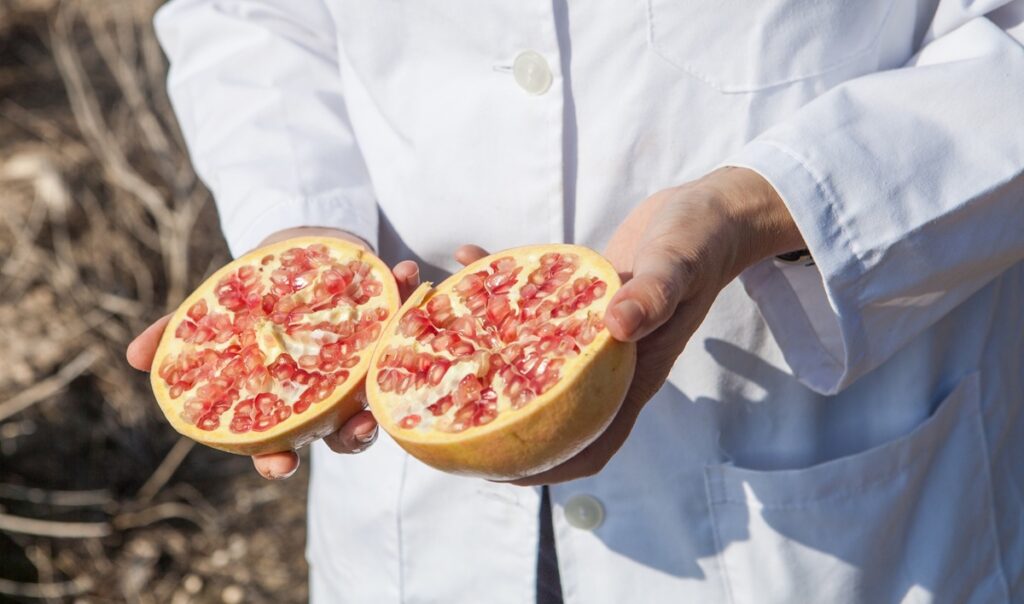 Proyecto GRAMOLA busca mejorar la calidad de la granada Mollar de Elche