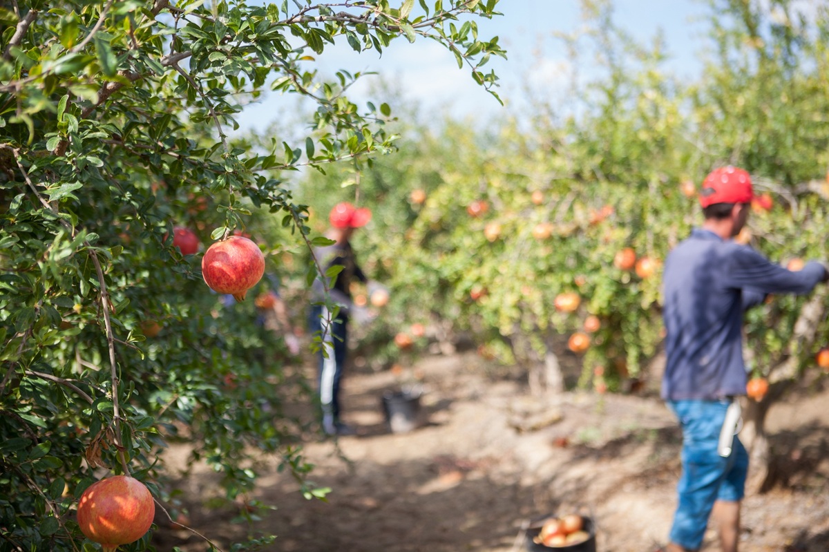 Proyecto GRAMOLA busca mejorar la calidad de la granada Mollar de Elche