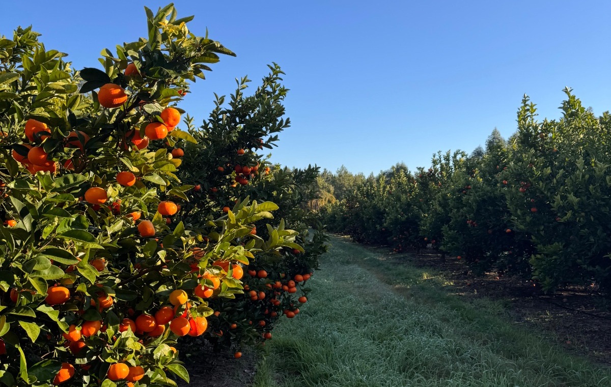 Cítricos uruguayos crecerían con fuerza hacia 2035 y hay buenas perspectivas para 2026 3 Cítricos uruguayos crecerían con fuerza hacia 2035, liderados por mandarinas