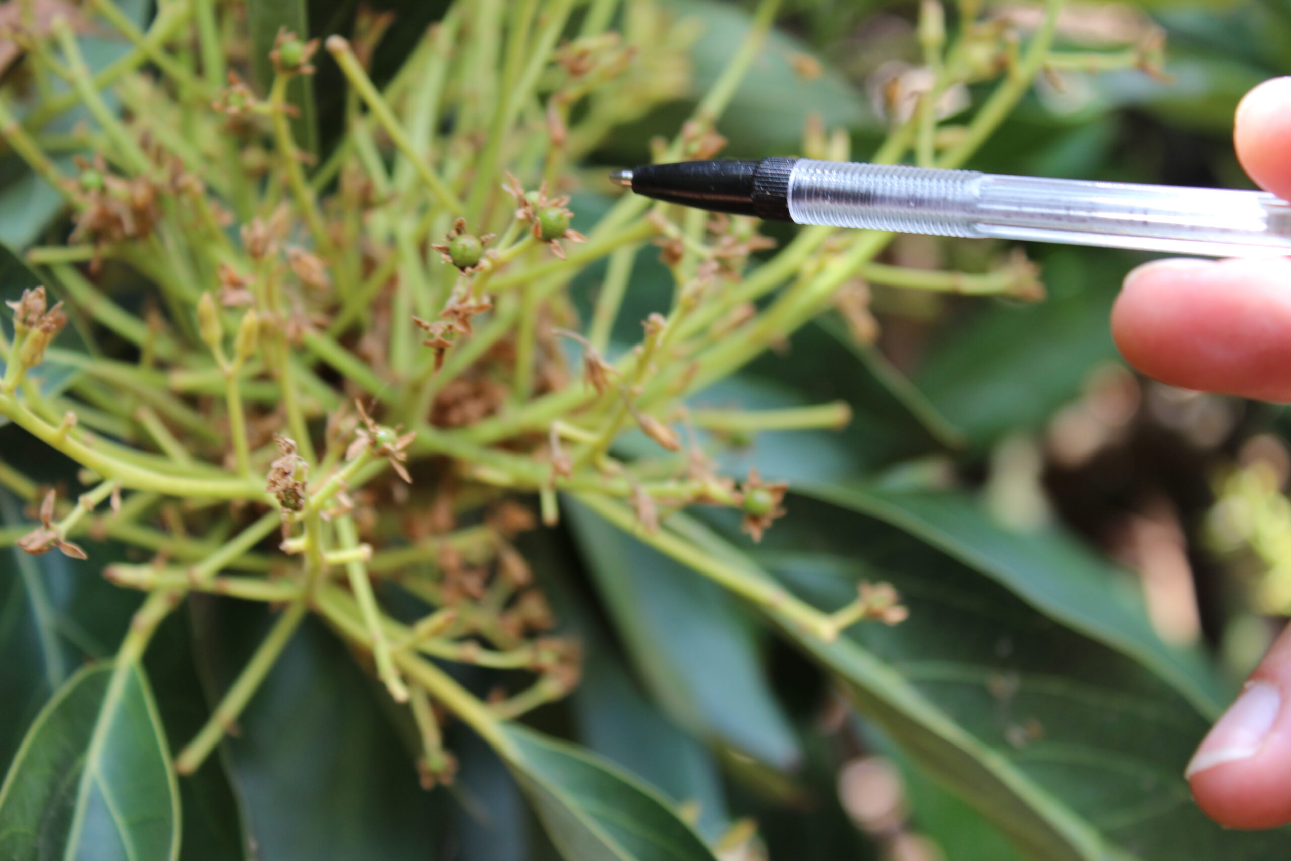 Insectos silvestres en polinización de paltos en Chile 