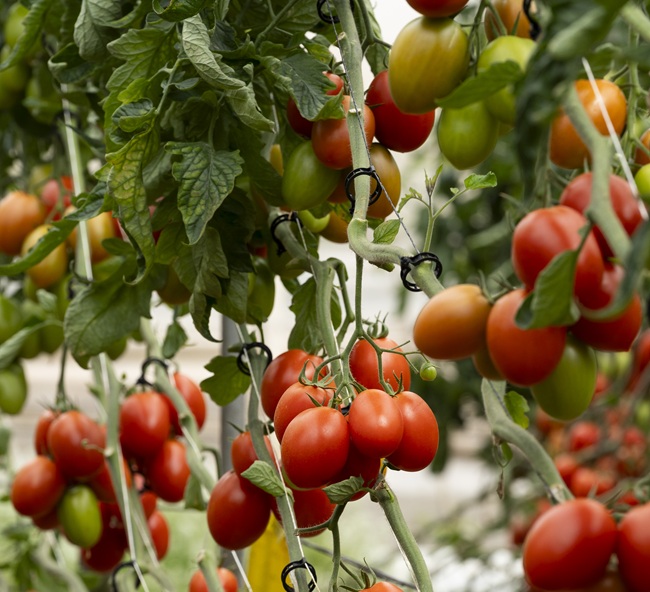 BASF | Nunhems defiende un enfoque que combine resistencia genética, calidad y rentabilidad en el cultivo de tomate