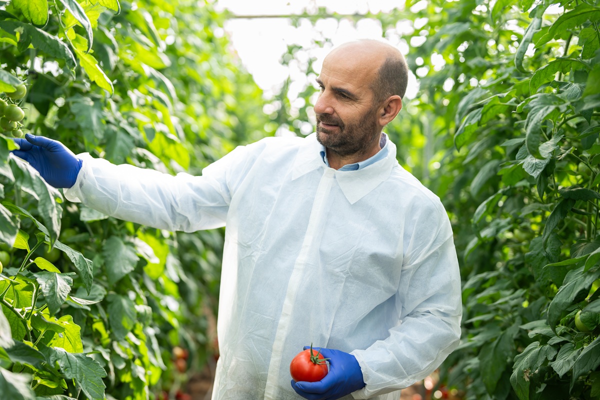 BASF | Nunhems defiende un enfoque que combine resistencia genética, calidad y rentabilidad en el cultivo de tomate