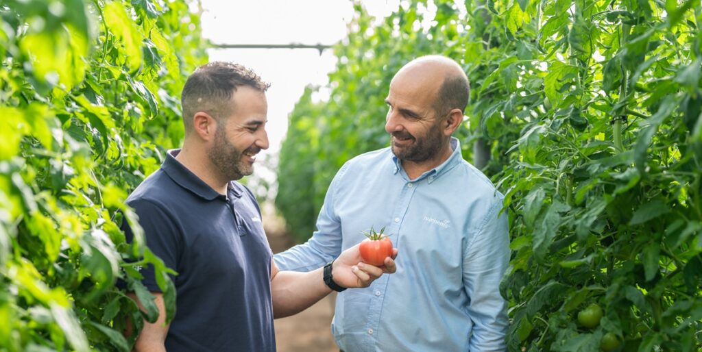 BASF | Nunhems defiende un enfoque que combine resistencia genética, calidad y rentabilidad en el cultivo de tomate