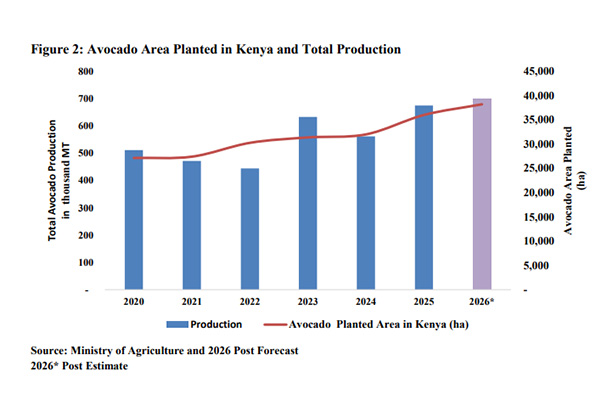 El auge de la palta en Kenia: industria alcanzará una producción récord en medio de desafíos logísticos y regulatorios