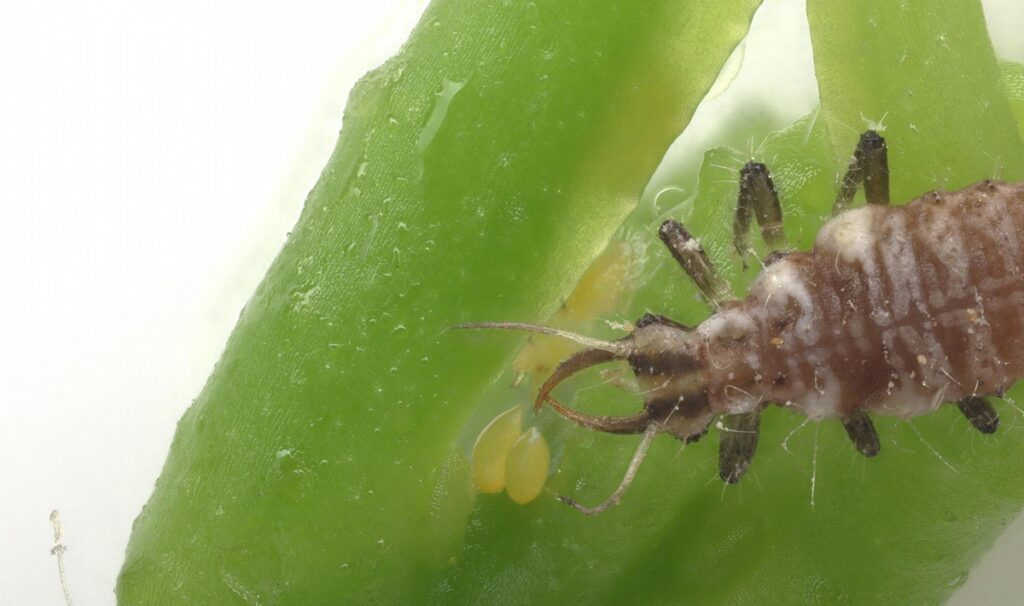 Depredadores microscópicos abren una nueva vía contra el HLB