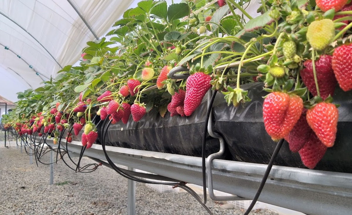 Lluvias y calor fuera de temporada amenazan huertos frutales del centro sur de Chile 2 Lluvias y calor fuera de temporada amenazan huertos frutales del centro sur de Chile