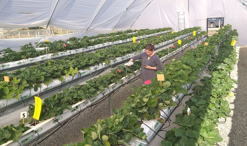 Lluvias y calor fuera de temporada amenazan huertos frutales del centro sur de Chile 3 Lluvias y calor fuera de temporada amenazan huertos frutales del centro sur de Chile
