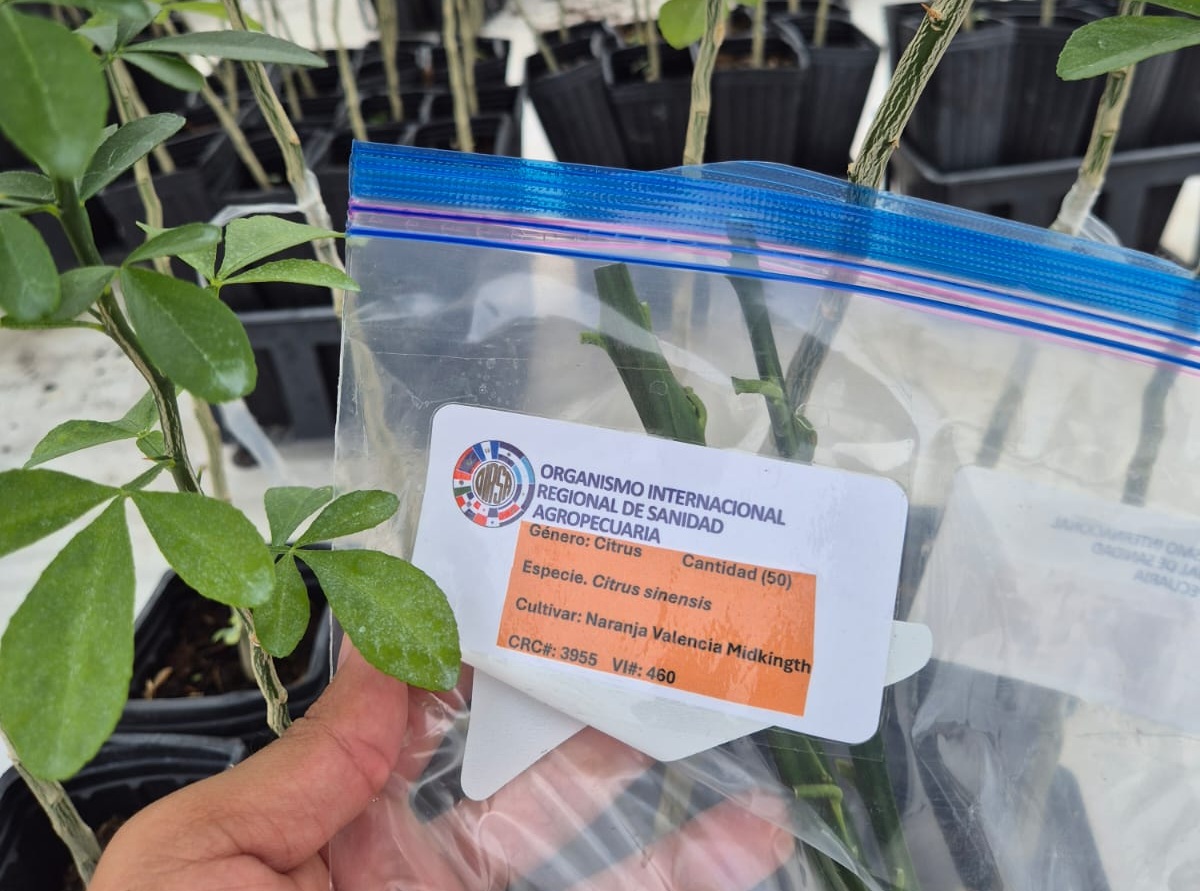 Costa Rica impulsa ofensiva nacional para recuperar la citricultura ante amenaza del HLB