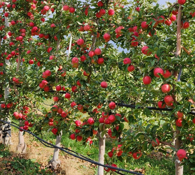 Sunflare promete mayor eficiencia y retornos en el negocio de manzanas premium 3 Sunflare promete mayor eficiencia y retornos en el negocio de manzanas premium