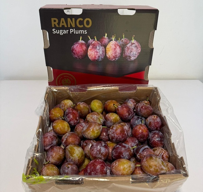 Chile consolida su industria de ciruelas con estrategia dual y foco en calidad 3 Ciruelas de Ranco Cherries