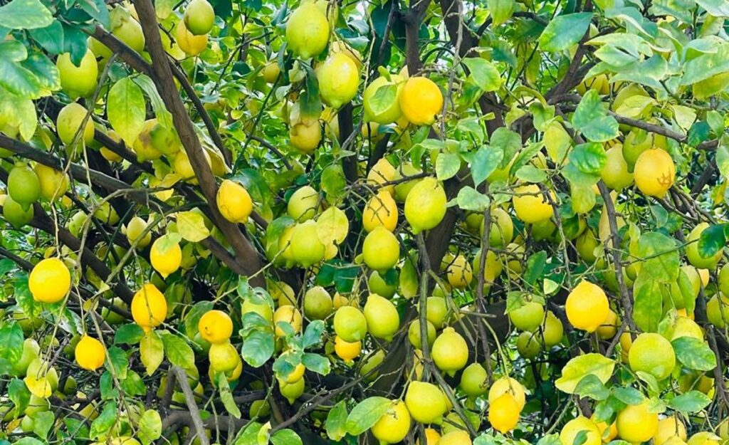 Lluvias en Tucumán retrasan cosecha de limones, pero fuerte demanda internacional sostiene expectativas