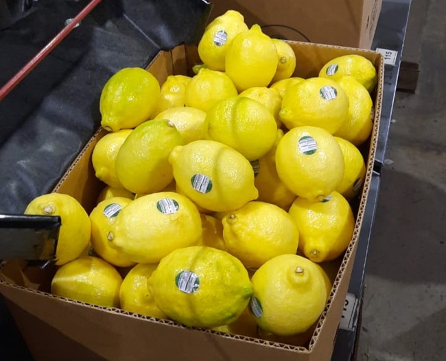 Lluvias en Tucumán retrasan cosecha de limones, pero fuerte demanda internacional sostiene expectativas 2 Lluvias en Tucumán retrasan cosecha de limones, pero fuerte demanda internacional sostiene expectativas