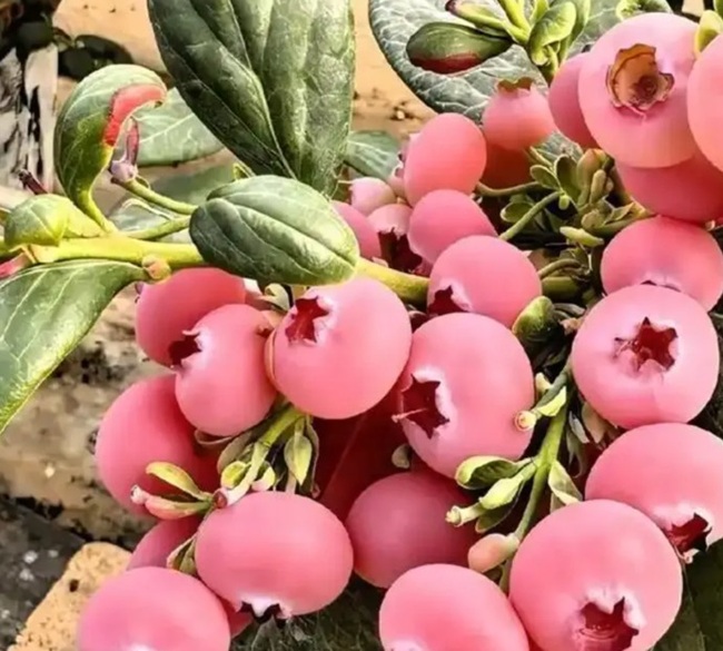 China vive dos extremos en el mercado del arándano: caída de precios y la irrupción del arándano rosado