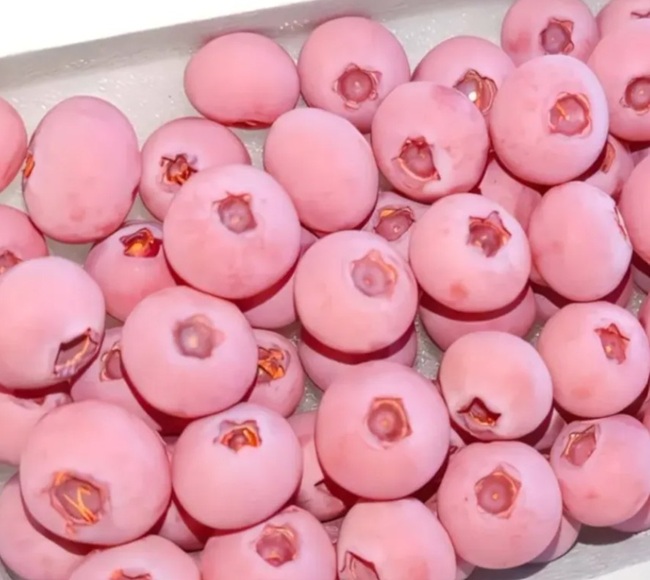 China vive dos extremos en el mercado del arándano: caída de precios y la irrupción del arándano rosado