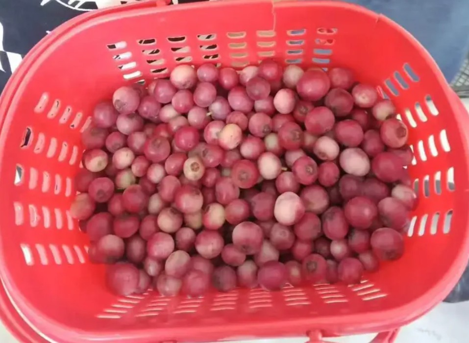 China vive dos extremos en el mercado del arándano: caída de precios y la irrupción del arándano rosado