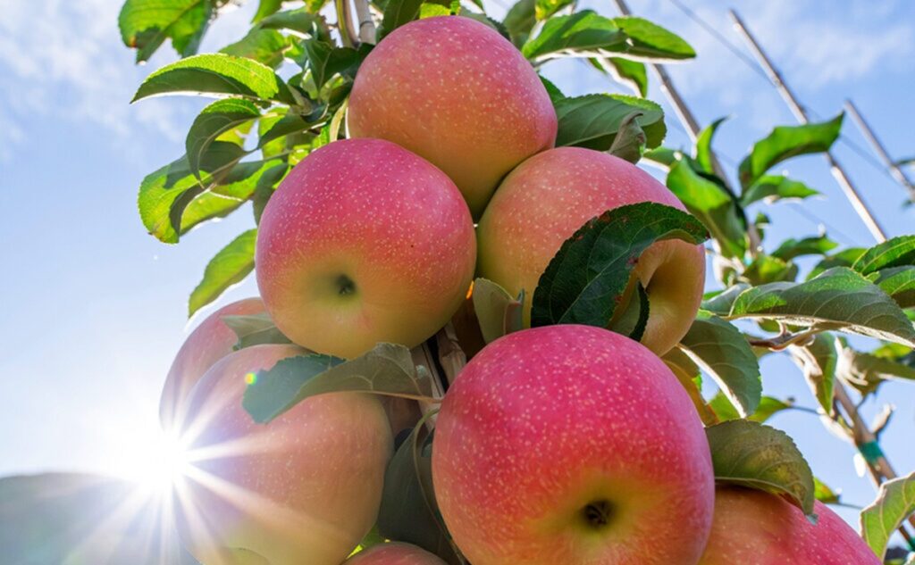 Sunflare promete mayor eficiencia y retornos en el negocio de manzanas premium