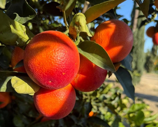 Unifrutti fortalece su plataforma de cítricos premium en Europa con adquisición en Sicilia