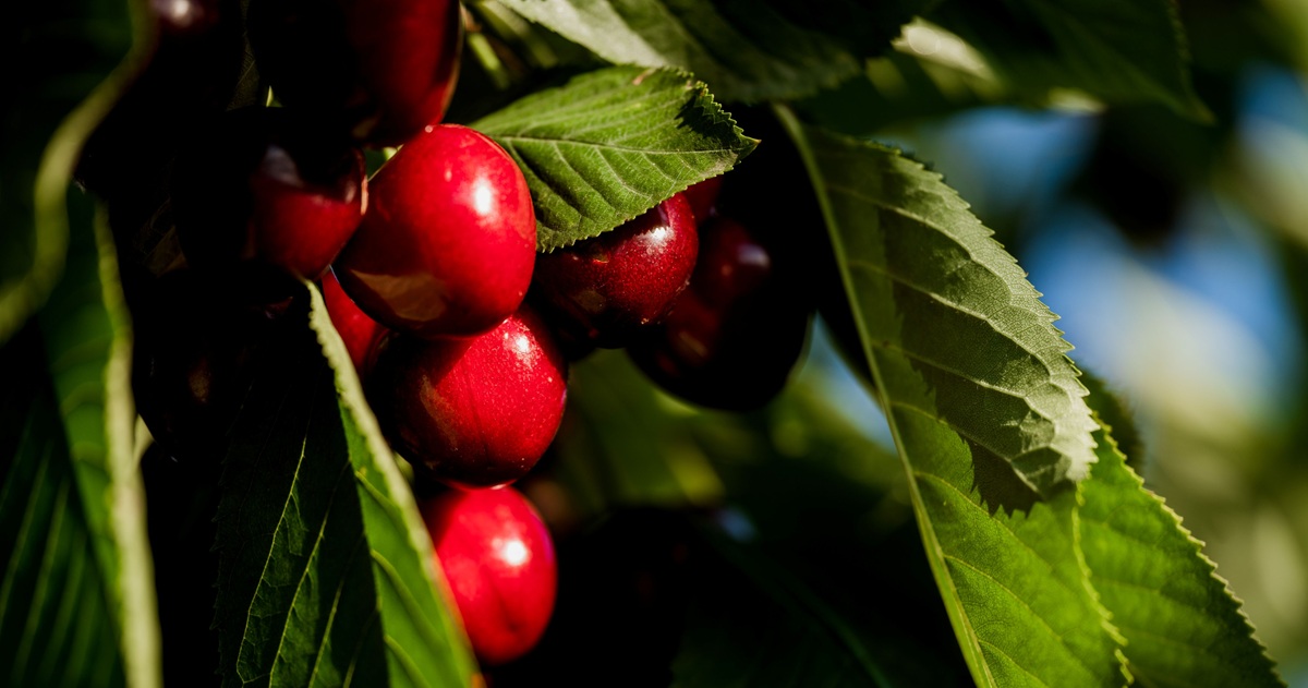 Tasmania registra sólida temporada de cerezas: más volumen, mejores precios y foco en Asia