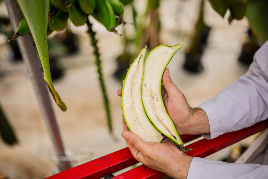 Chiquita planea lanzar entre 2028 y 2030 bananas no transgénicas resistentes al Fusarium R4T