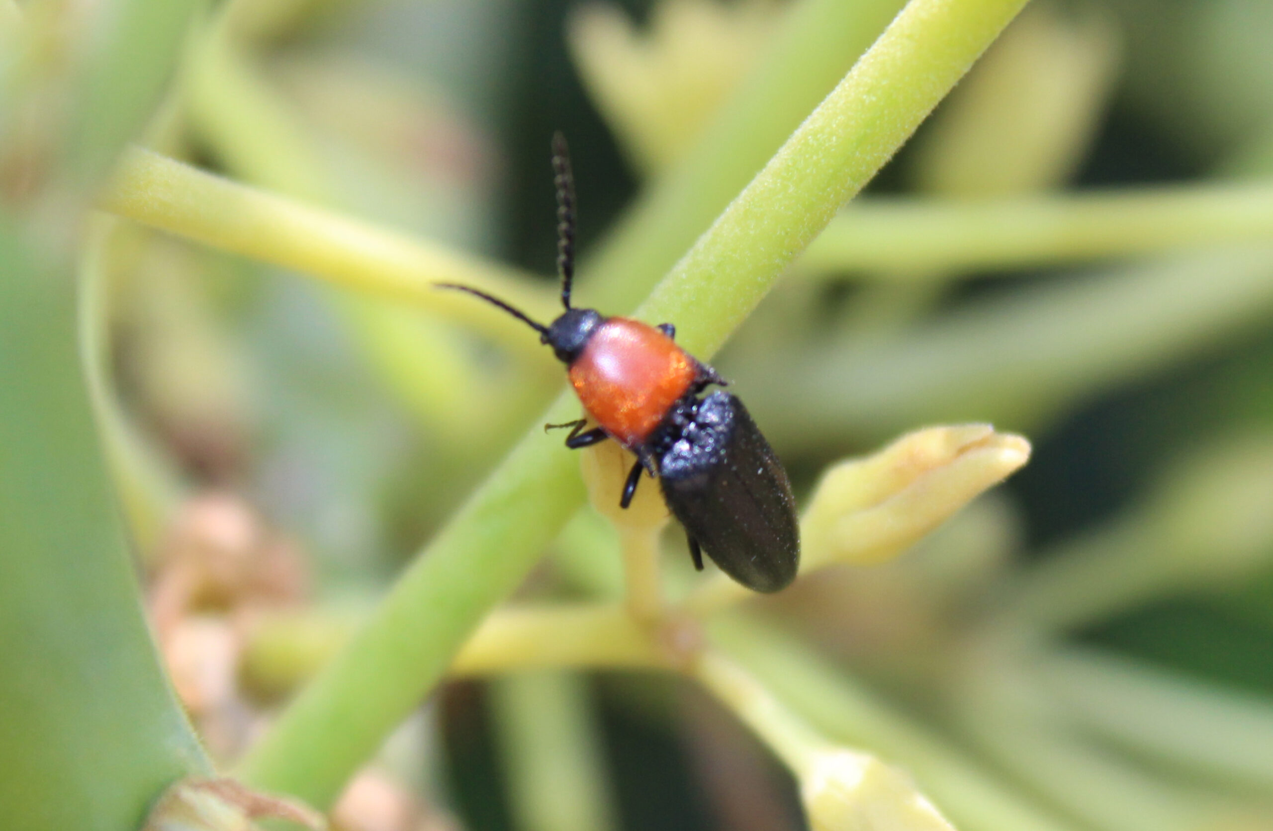 Más allá de las abejas: insectos silvestres mejoran la cuaja y rendimiento en paltos