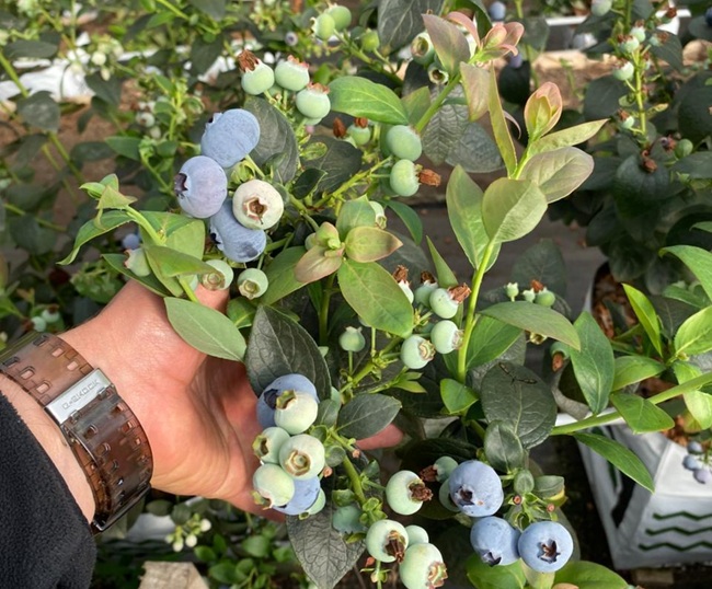 Arándano colombiano entra en fase de expansión y apuesta exportadora