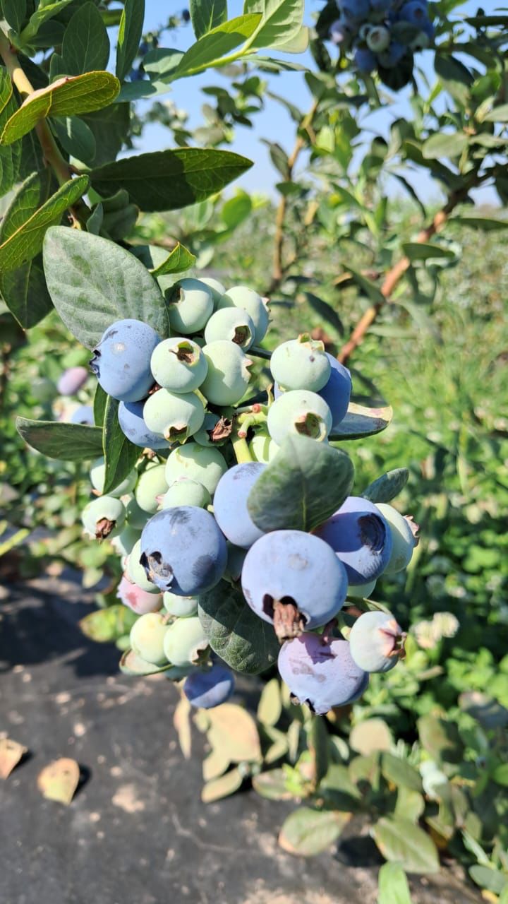 Variedad de arándanos Slender 