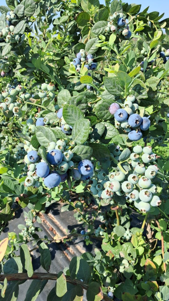 Arándanos variedad Moya 